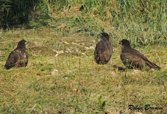 The three juvies in the grass by the creek near N1