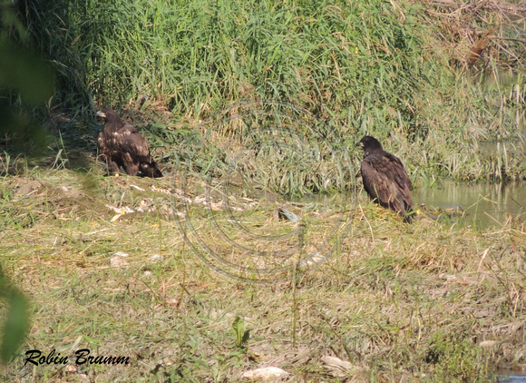 Two juvies in the grass by the creek near N1