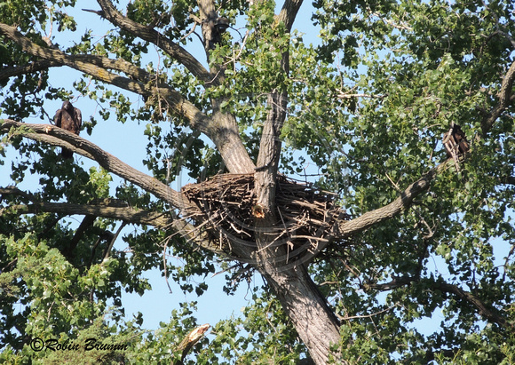 One juvie on the Y branch (to the left) one to the right of the nest