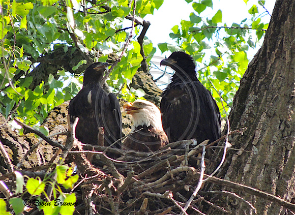Mom and the eaglets