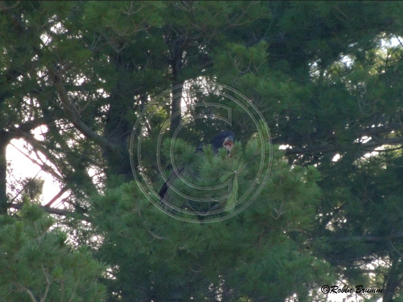 6-28-16 Juvie in a pine tree near the retention pond