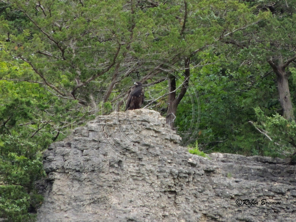 6-28-16 Juvie on the rocky part of the bluff