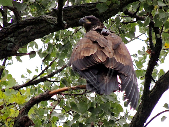 Juvenile in a tree near the bridge and curve of the bike trail