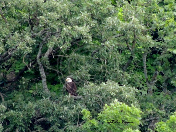 6-28-16 Mom, I think, in the trees on the bluff