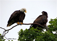 7-29-16 Decorah Eagle Day Trip