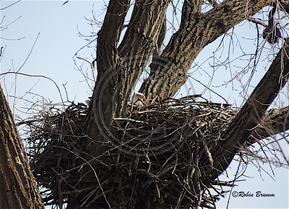 Mom on the nest