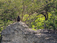 Juvie on the rocky outcrop of the bluff