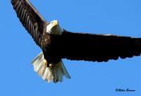 10-2-16 Decorah Eagles Day Trip