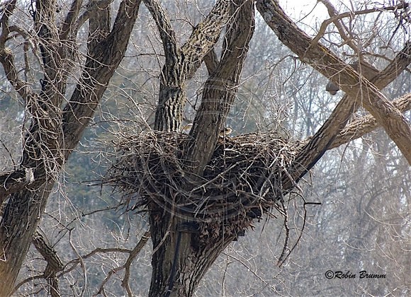 Mom on the nest.
