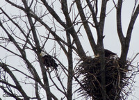 Mom left, DM2 on the nest