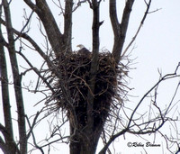 DM2 on the nest