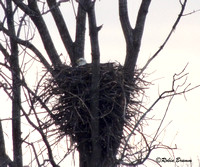 Mom on the nest