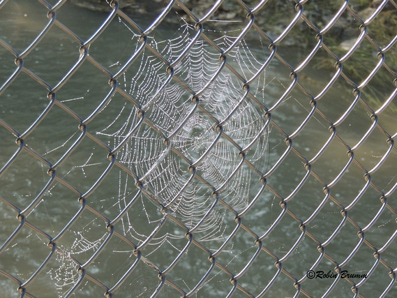 Spider web in the fence along the bridge