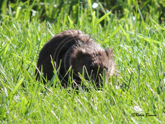 A muskrat, a visitor to the retention pond.